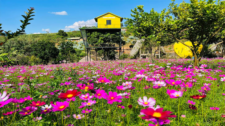 Dalat Open Tours - Các Quán Cà Phê Check In Hướng Tây Đà Lạt