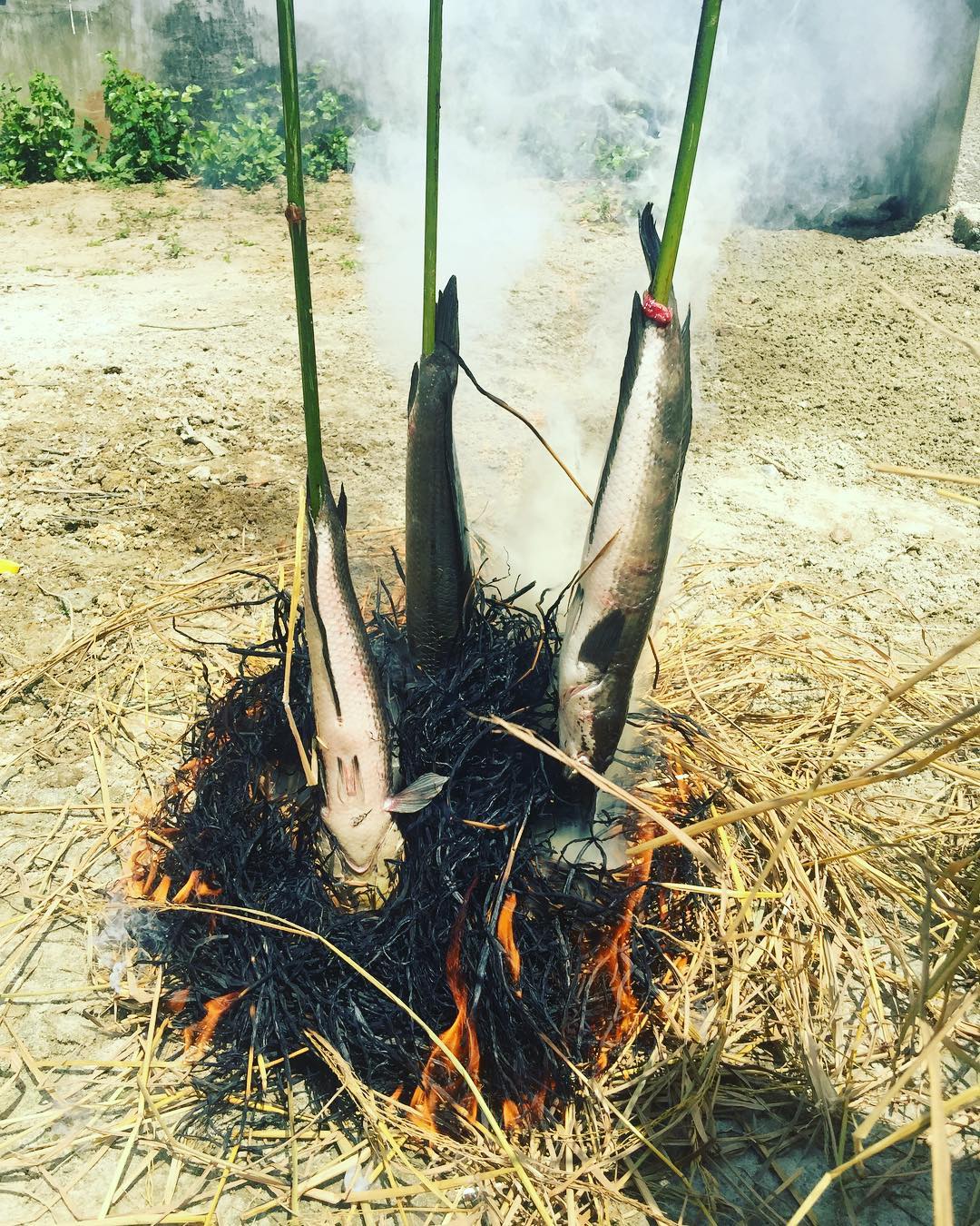 Cá Lóc nướng trui - Địa chỉ các quán cá lóc nướng trui ngon tại Cần Thơ