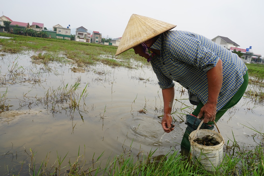 Người dân Hà Tĩnh đổ xô đi bắt ốc bươu vàng