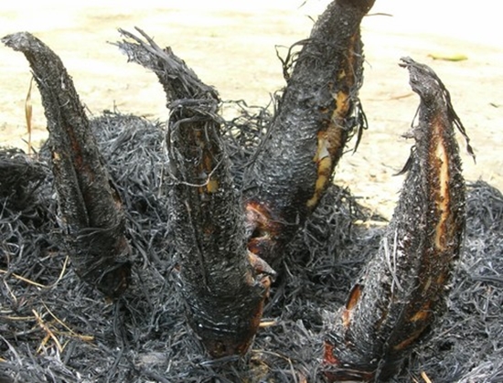 Cá lóc nướng trui nóng hổi vừa thổi vừa ăn